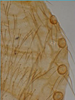 Spiracles on tubercles absent
